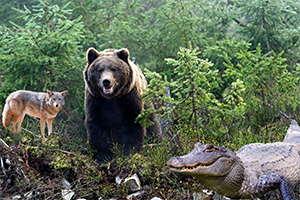 Bear, Coyote, and Alligator