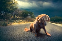 A dog laying on a road